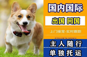 商洛市宠物托运公司商洛市宠物托运公司商洛市宠物托运公司